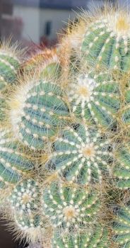 Notocactus magnificus